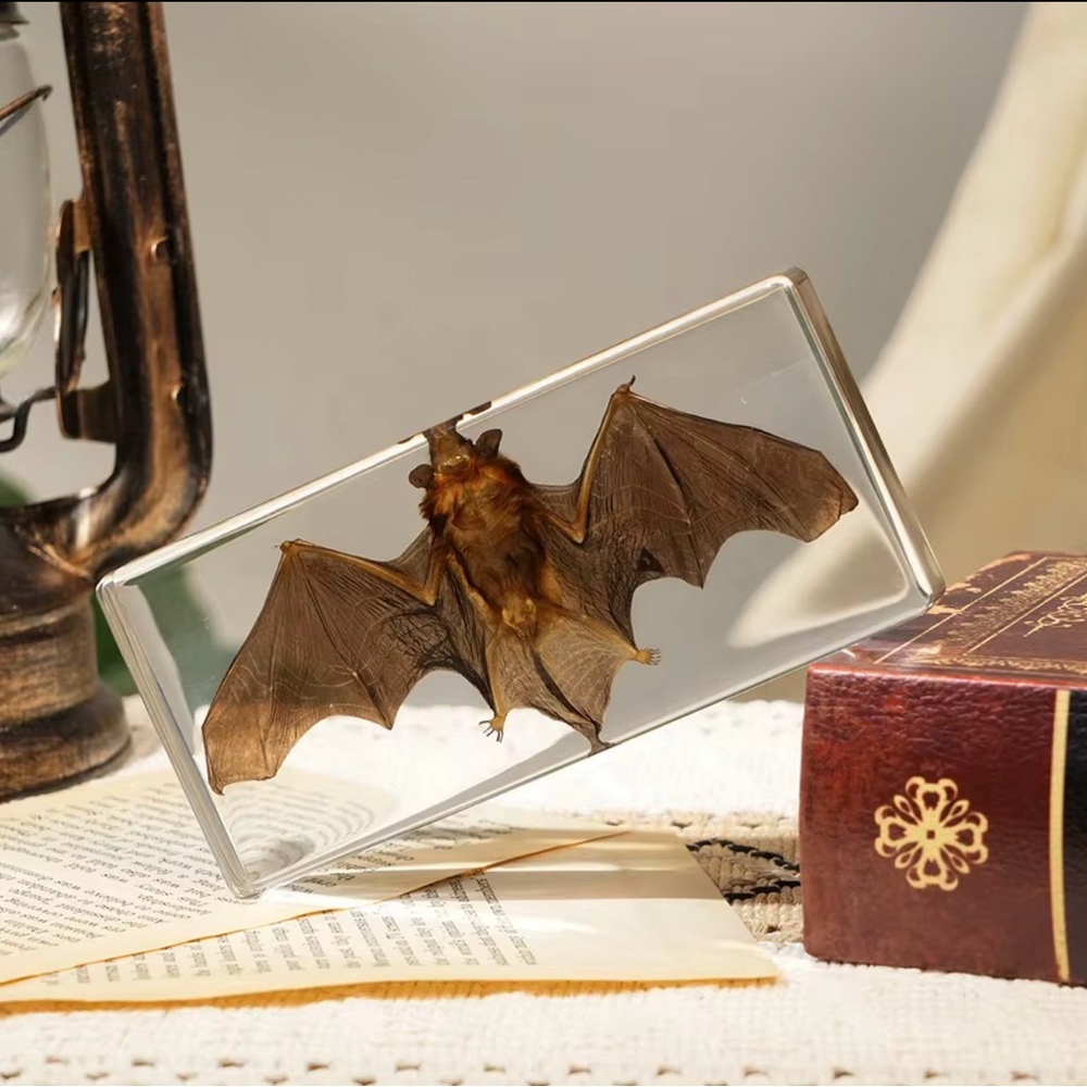 REAL Bat In Resin Block Bat Oddities Weird Strange TAXIDERMY
